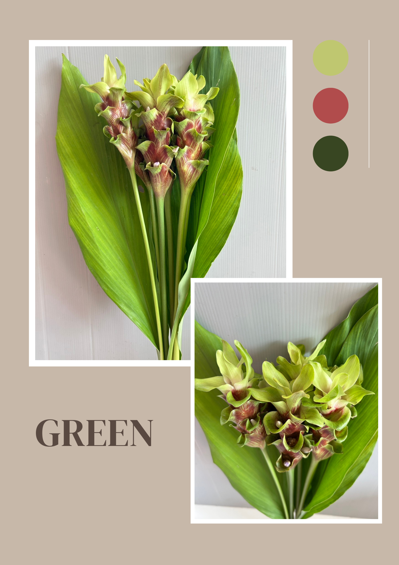 Siam Tulip (Curcuma) image